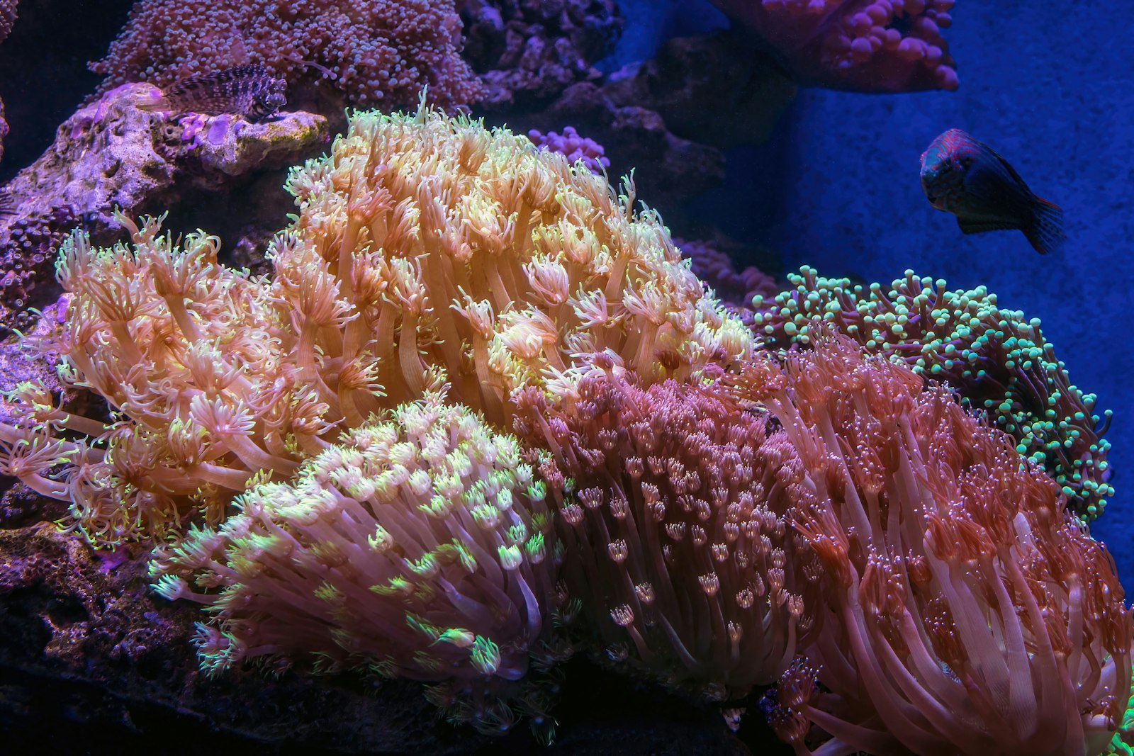 A colourful reef tank with stony and soft corals under blue light.